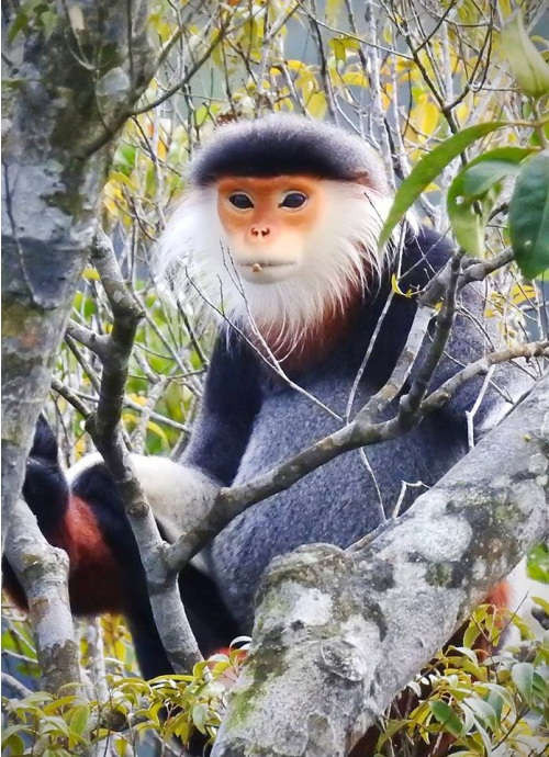 Sau khi nhận được thông tin, Hạt kiểm lâm huyện Kỳ Anh đã phối hợp với chính quyền địa phương đến nhà ông Nguyễn Xuân Nin và tuyên truyền, vận động gia đình giao nộp cá thể cá thể voọc chà vá chân nâu quý hiếm để thả về môi trường tự nhiên.