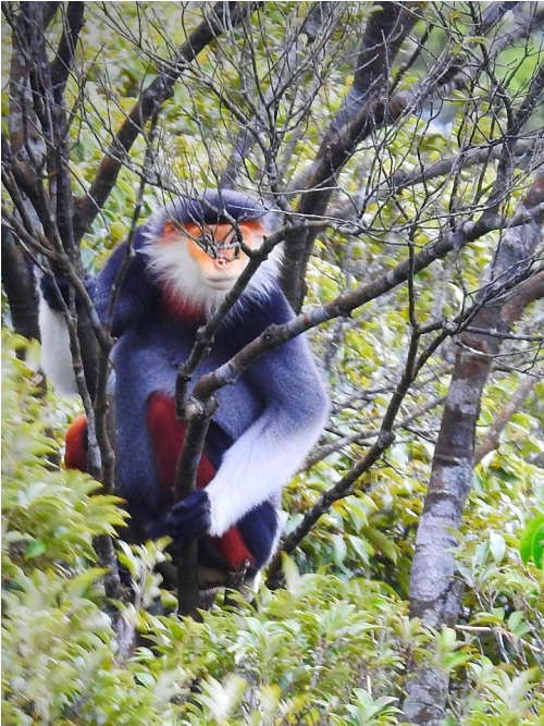 Voọc chà vá chân nâu có vành râu quai nón màu trắng và thường của con đực sẽ rậm rạp hơn. Chúng có đuôi dài màu trắng và có cụm lông trắng ở phía cuối. Phần bụng và lưng có màu xám.