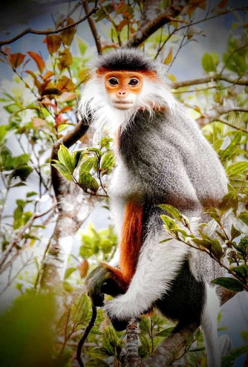 Ông Nguyễn Xuân Nin bất ngờ phát hiện cá thể voọc chà vá chân nâu trên khi con vật đi lạc vào trong vườn nhà ngày 19/3. Thấy vậy, ông đã cùng người thân trong gia đình vây bắt và nhốt con vật này.