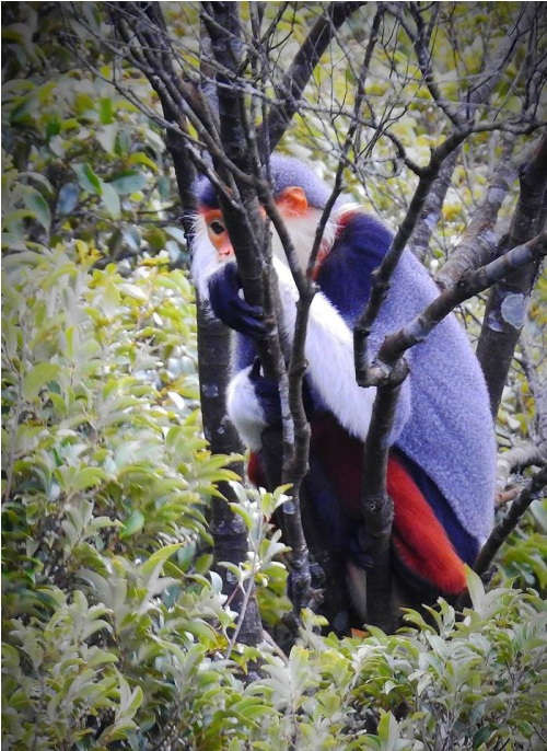 Được mệnh danh là "Nữ hoàng của các loài linh trưởng", voọc chà vá chân nâu là loài linh trưởng đặc hữu của Đông Dương. Đây là loài có màu sắc rực rỡ nhất trong các loài linh trưởng.