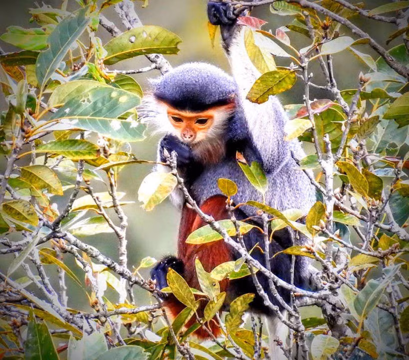 Thức ăn chủ yếu của voọc chà vá chân nâu lá của các loài thực vật, như: đa, chò, dẻ, trâm trắng…Chúng thường hoạt động trên các tầng tán cây cao trong rừng. Thỉnh thoảng, loài động vật này xuống mặt đất để uống nước hoặc ăn đất để bổ sung thêm chất khoáng.