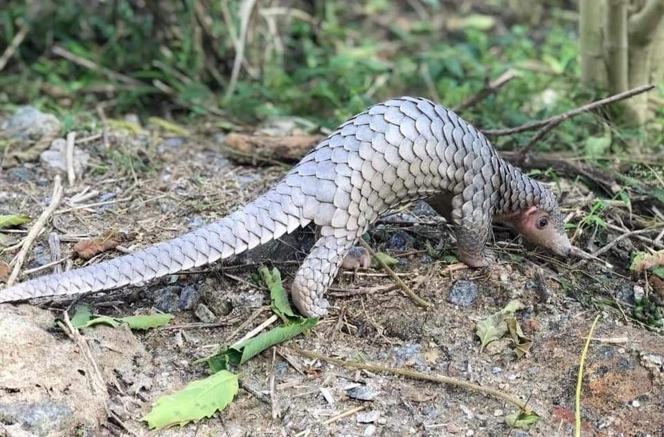 Ngoài ra, số lượng tê tê Java suy giảm trong những năm qua còn xuất phát từ suy thoái môi trường sống.