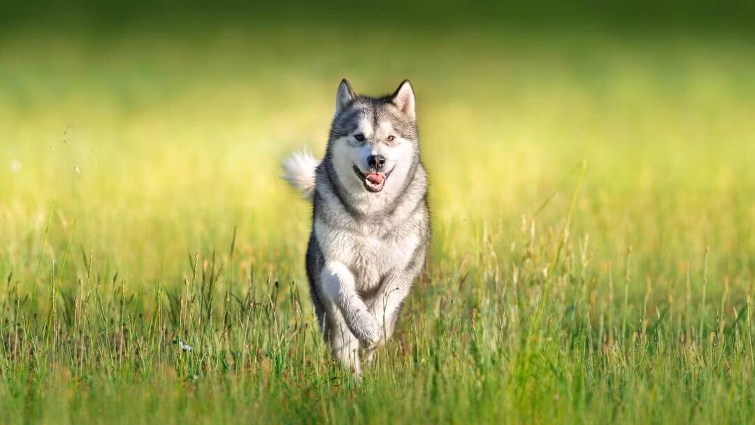 Ông Elk còn nghe được một số câu chuyện kỳ lạ về chiếc hố từ người dân địa phương. Theo đó, ông chú ý đến câu chuyện của một người đàn ông kể rằng đã từng ném một con chó xuống chiếc hố bí ẩn đó. Điều kỳ lạ và khó hiểu là con chó sau đó vẫn trở về nhà.