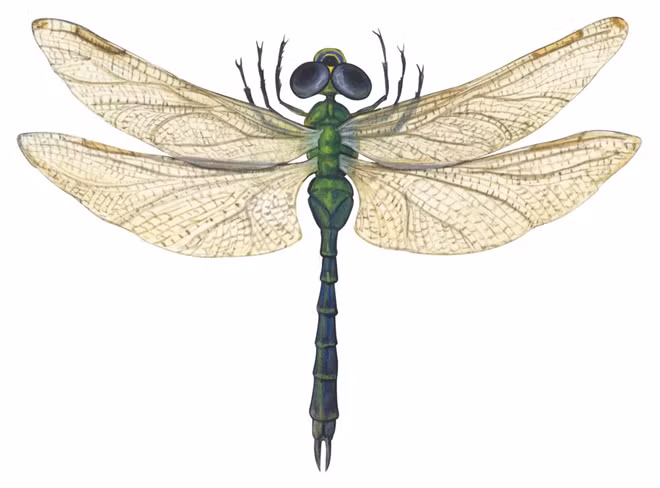 Don Resier, Phó trưởng Ban Nghiên cứu và Phát triển CIA, đã đưa ra kế hoạch phát triển côn trùng robot có thể thực hiện nhiệm vụ trinh sát, nghe lén... từ xa mà không bị đối phương phát giác.