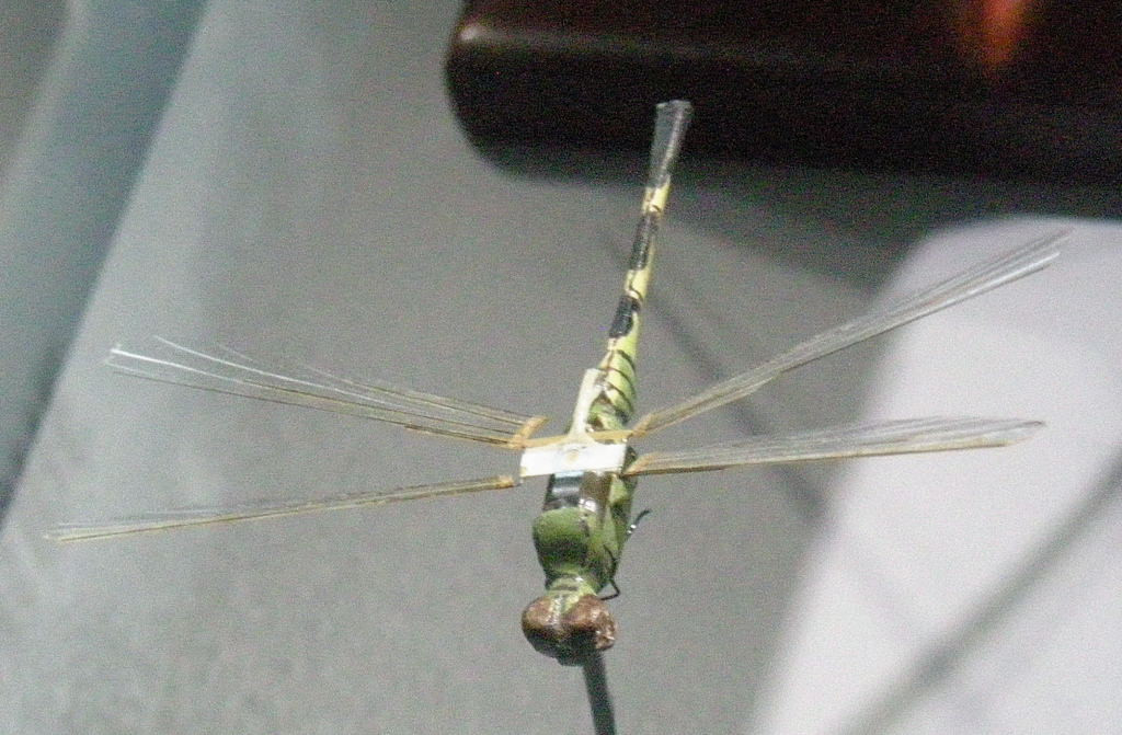 Từ đây, các chuyên gia của CIA bắt tay vào nghiên cứu, tái tạo đôi cánh của một con chuồn chuồn để nó có thể đập cánh 1.800 lần/phút.