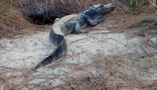 Cụ thể, theo các nhà sinh vật học tại Sở Tài nguyên Georgia, Mỹ, khi kiểm tra hang của một con rùa gopher ở hạt Tattnall, họ phát hiện bên trong có một con cá sấu dài 1,3m.