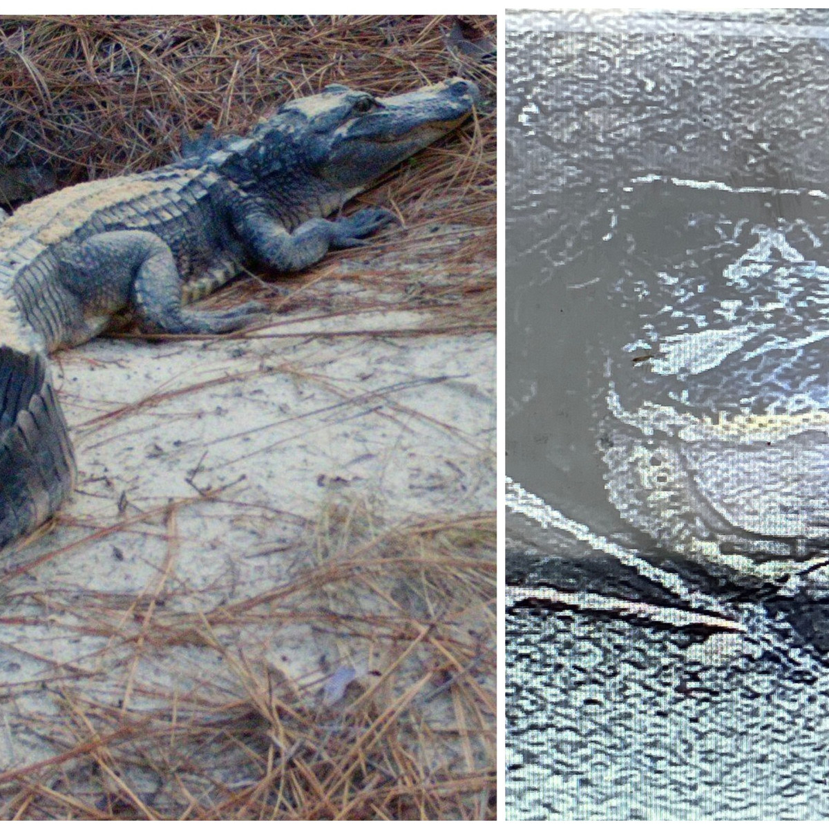 "Cá sấu thường trú đông trong các hang hoặc hố dọc theo đường thủy. Tuy nhiên, hang rùa mới được kiểm tra cách xa nguồn nước hơn kích thước 8 sân bóng đá", trích bài viết của Phòng Tài nguyên Động vật hoang dã của Georgia đăng trên Facebook.