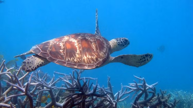 Sau khi tiếp nhận thông tin, Đồn Biên phòng Lăng Cô cử lực lượng chức năng đến hiện trường tiến hành lập biên bản và tiếp nhận cá thể rùa biển trước khi tái thả về môi trường biển.