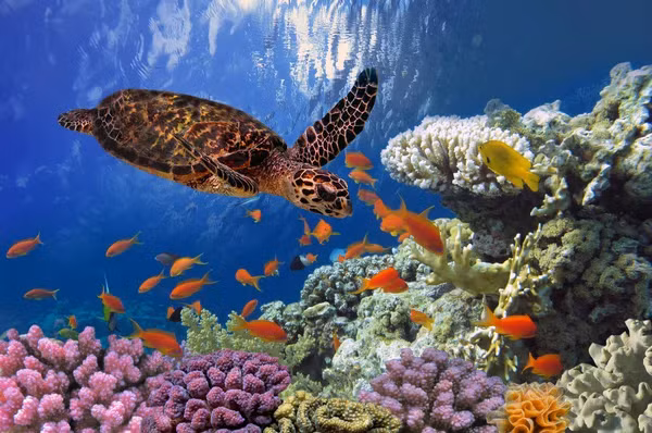 Khi trưởng thành, một số cá thể rùa biển thuộc họ vích có thể nặng hơn 100 kg.