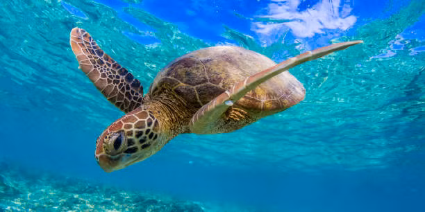 Theo một báo cáo của Liên minh bảo tồn thiên nhiên quốc tế (IUCN), Việt Nam hiện có 5 loài rùa biển, bao gồm vích, đồi mồi, đồi mồi dứa, quản đồng và rùa da. Số lượng các loài này đều đang giảm mạnh.