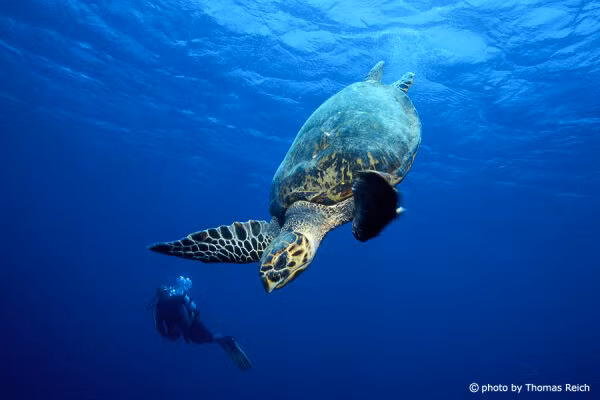 Vích phân bố ở vành đai nhiệt đới trên biển và các vùng nước ấm thuộc Thái Bình Dương và Ấn Độ Dương.