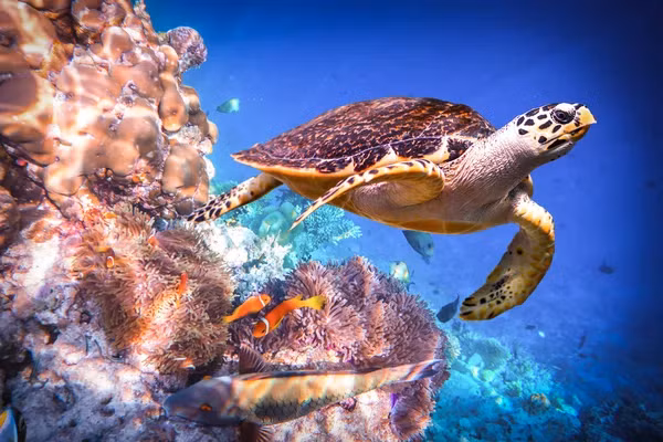 Trong những năm qua, một số cá thể rùa biển thuộc họ vích mắc cạn hoặc mắc vào lưới đã được ngư dân và cơ quan chức năng giải cứu và tái thả về môi trường biển.