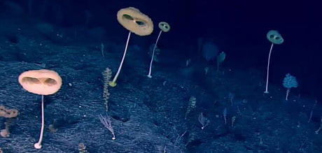 Đến năm 2020, “bọt biển ET” chính thức được đặt tên khoa học là Advhena magnifica (có nghĩa “người ngoài hành tinh hùng vĩ”).