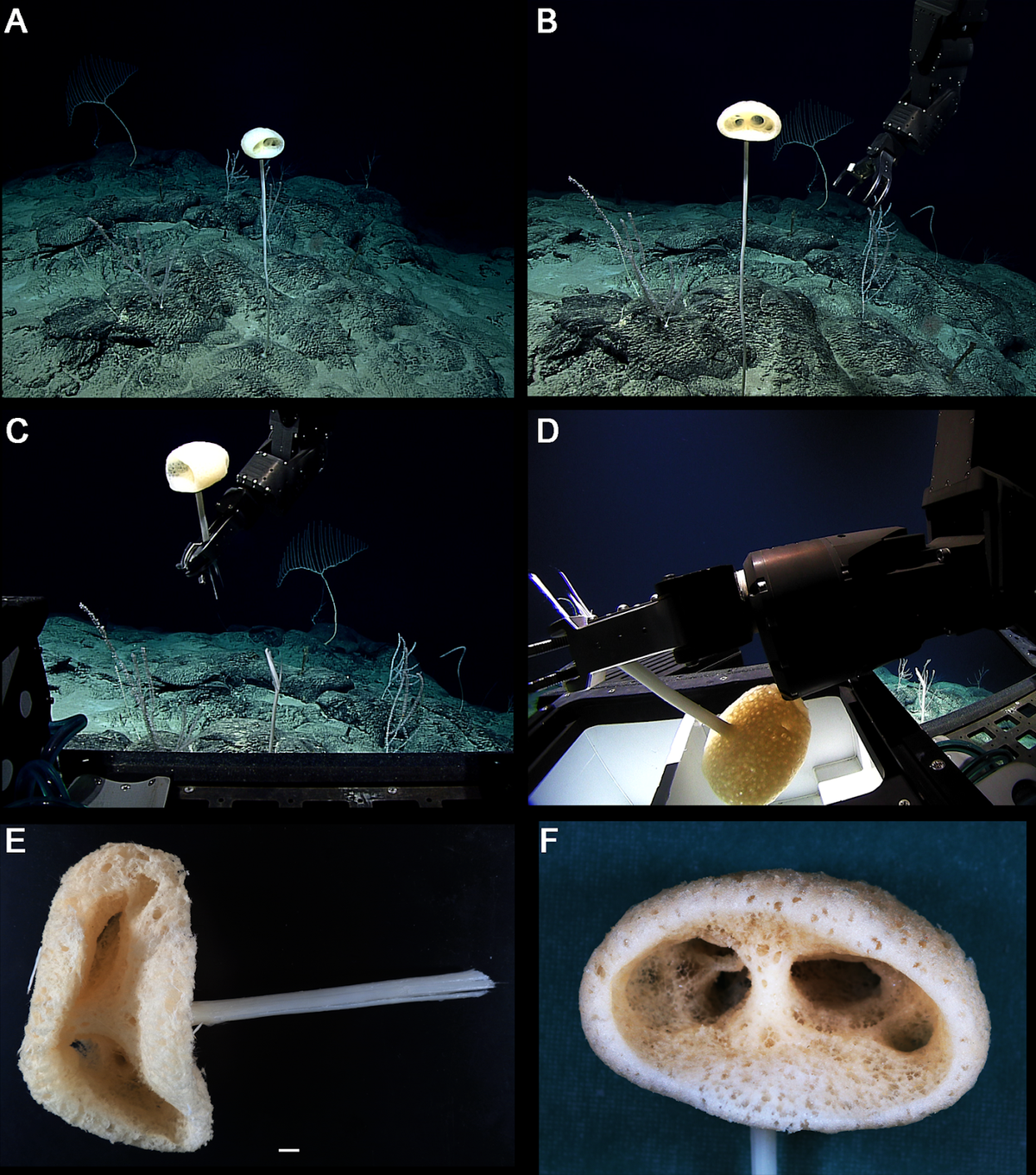 Phần lớn cuộc đời bọt biển gắn liền với đáy biển. Chúng kiếm ăn bằng cách dùng cơ thể lọc dòng chảy của nước để tách lấy những hạt thức ăn nhỏ xíu.