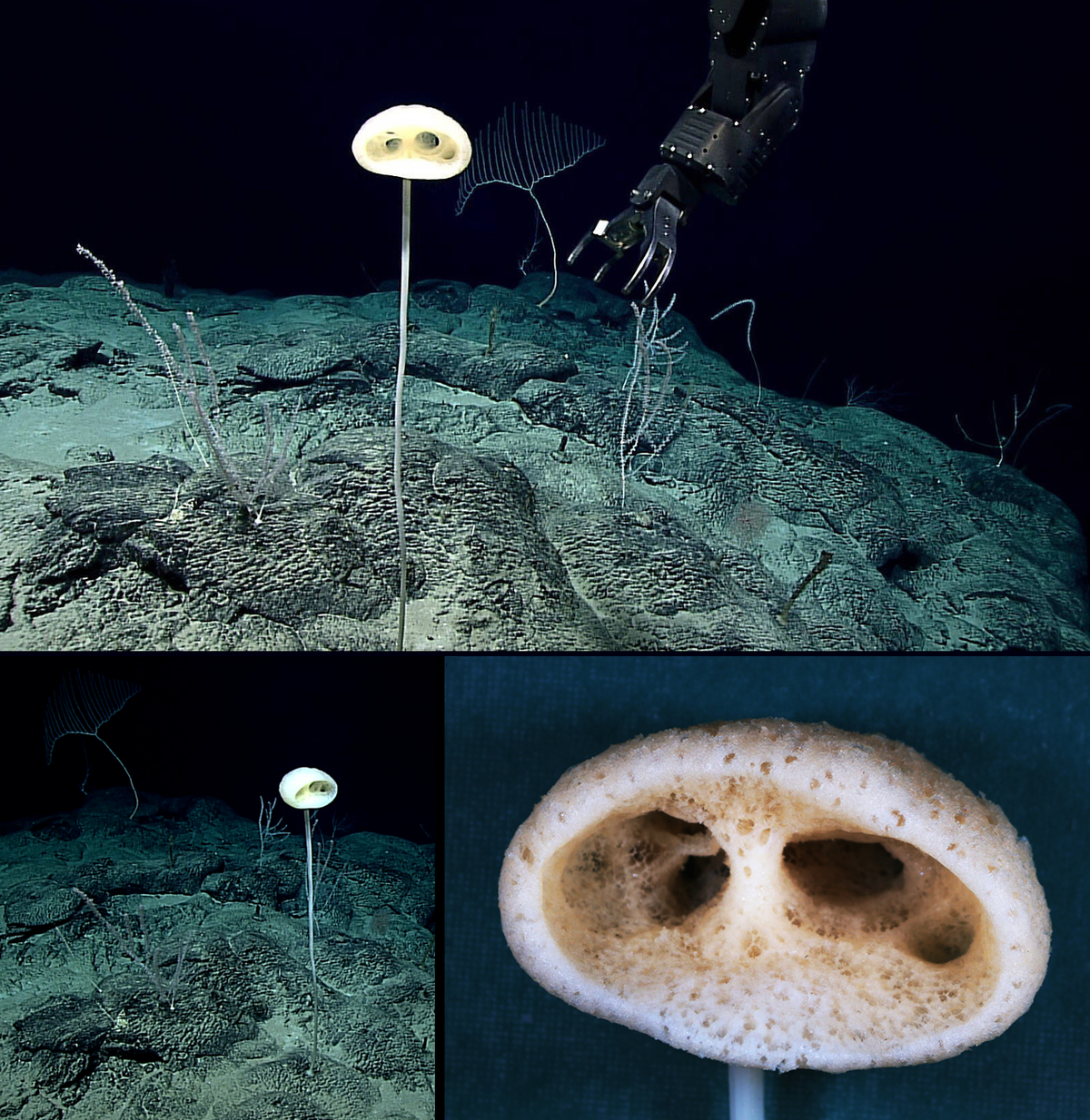 Mặc dù vẻ ngoài trông giống thực vật nhưng bọt biển là động vật có cấu tạo đơn giản. Chúng không có gương mặt, não, tim, cơ bắp hay bất cứ bộ phận cơ thể nào khác.