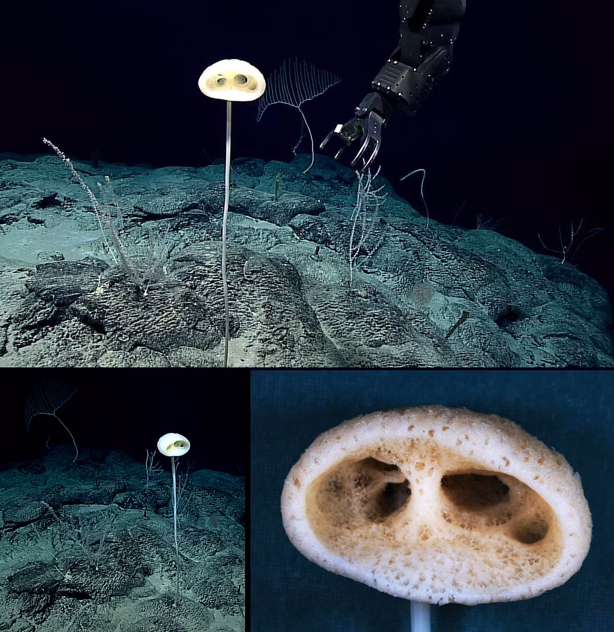 Mặc dù vẻ ngoài trông giống thực vật nhưng bọt biển là động vật có cấu tạo đơn giản. Chúng không có gương mặt, não, tim, cơ bắp hay bất cứ bộ phận cơ thể nào khác.