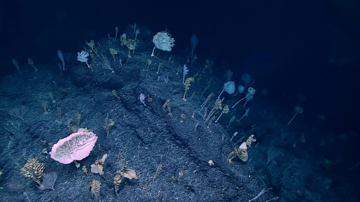 Trong khi đó, loài khác có hình dáng giống chiếc đàn hạc (Narella) bị ép dẹp, phần nhánh bị những con sao biển đuôi rắn cuốn quanh.