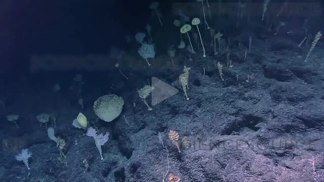 Với ngoại hình kỳ lạ như vậy, loài bọt biển này được đặt biệt danh là “bọt biển ET” - theo tên nhân vật người ngoài hành tinh trong bộ phim “ET” nổi tiếng của đạo diễn Steven Spielberg.