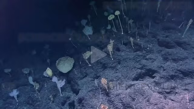 Với ngoại hình kỳ lạ như vậy, loài bọt biển này được đặt biệt danh là “bọt biển ET” - theo tên nhân vật người ngoài hành tinh trong bộ phim “ET” nổi tiếng của đạo diễn Steven Spielberg.