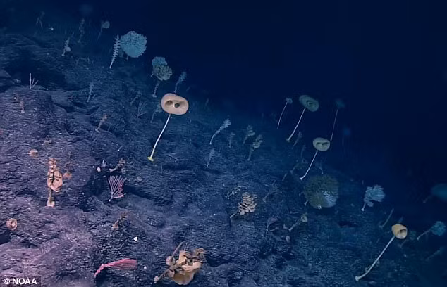 Nhiều chuyên gia ấn tượng khi nhìn thấy loài bọt biển thủy tinh có phần thân dài và trên ngọn có một thứ gì đó từa tựa hình trái dưa hấu với 2 lỗ lớn. Hai lỗ này khiến nhiều người liên tưởng tới hai con mắt.