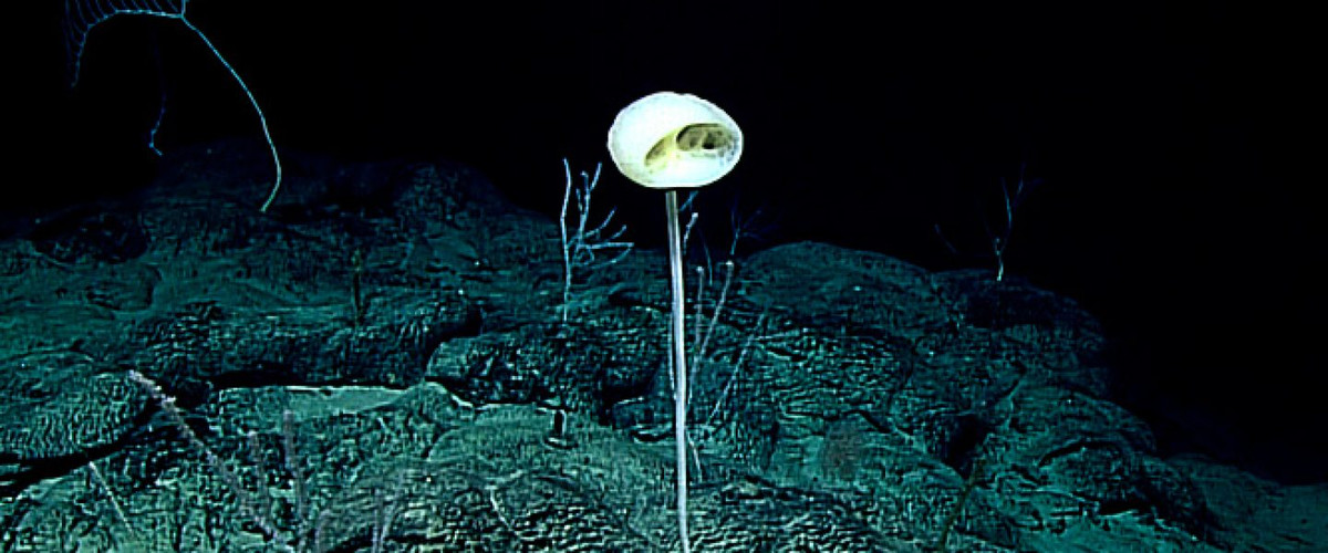 Nằm xen giữa san hô là các loài bọt biển thủy tinh. Trong số này, đáng chú ý là loài Aspidoscopulia có vẻ ngoài trông giống như một chiếc váy trắng xếp nếp đang đung đưa theo gió và có phần thân zigzag.