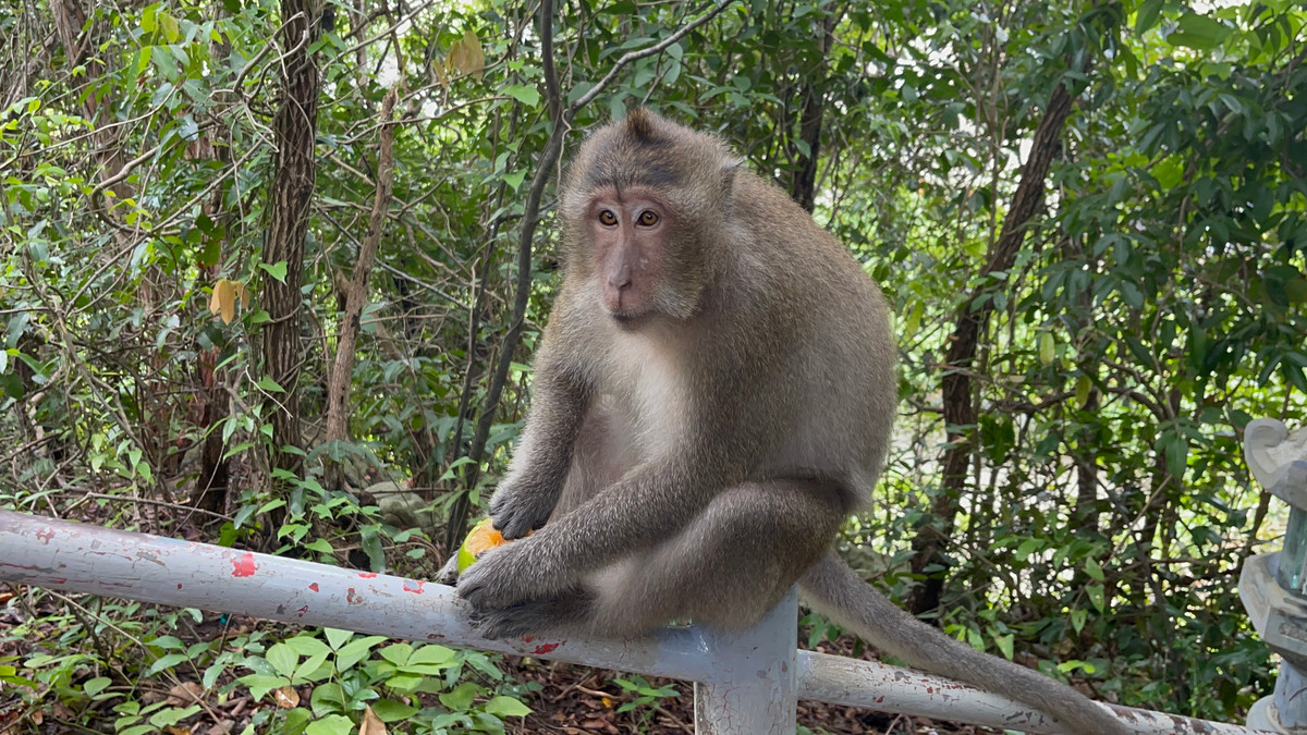 Tuy nhiên, số lượng khỉ đuôi lợn và khỉ đuôi dài suy giảm trong những năm qua do thu hẹp môi trường sống, biến đổi khí hậu và các hoạt động săn bắn, buôn bán trái phép.
