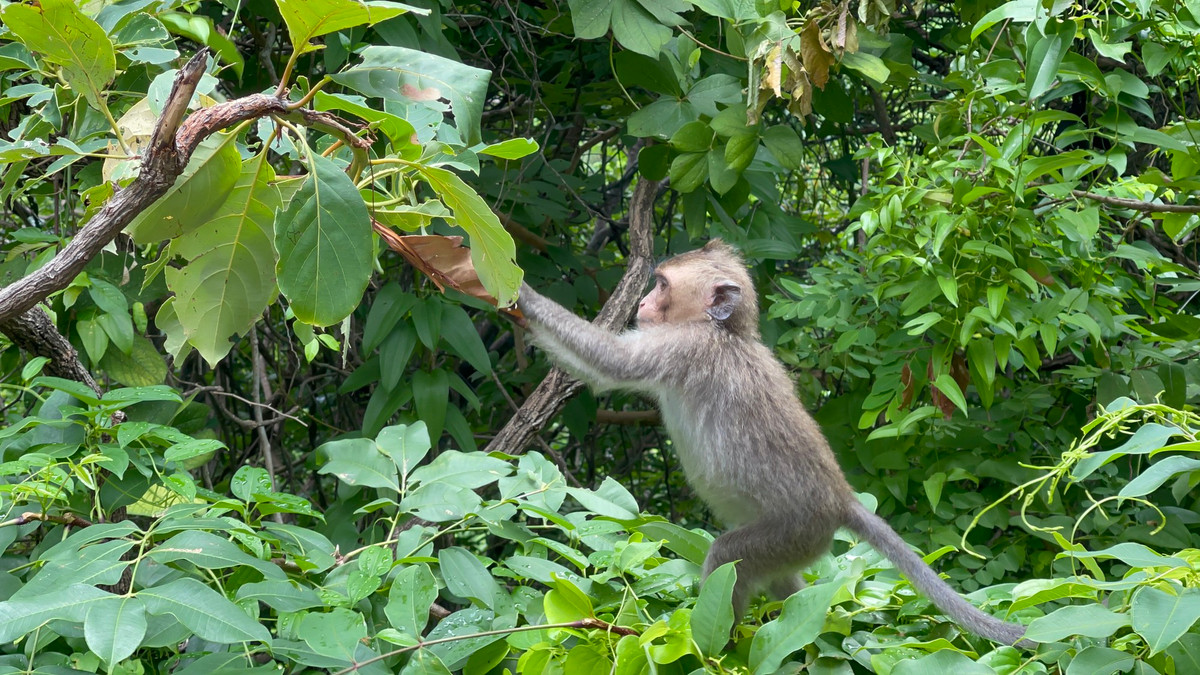 Loài khỉ đuôi dài nổi bật với chiều dài đuôi có thể đạt mức tối đa là 65 cm. Chiều dài vượt hẳn chiều dài cơ thể (tối đa là 55cm). Loài khỉ này rất thích uống nhiều nước và ăn cua nên còn gọi là khỉ ăn cua.