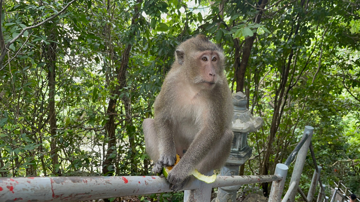 Trong những năm gần đây, hàng chục cá thể khỉ đuôi lợn và khỉ đuôi dài được người dân tự nguyện giao nộp cho các Hạt Kiểm lâm ở một số tỉnh, thành phố trên cả nước. Chúng được chăm sóc, ổn định sức khỏe trước khi thả về môi trường tự nhiên.