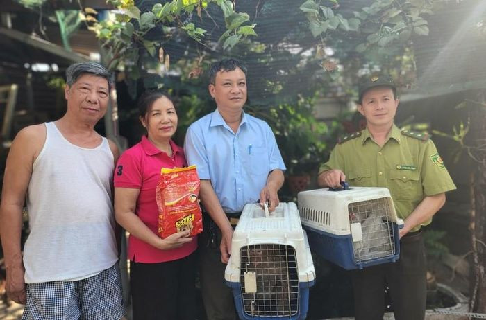 “Đến giờ khỉ đã trưởng thành rồi. Tôi bàn giao cho kiểm lâm để gửi vào rừng nhằm bảo tồn, sinh sản”, bà Bên nói lý do bàn giao cho 2 cá thể khỉ quý hiếm cho lực lượng kiểm lâm.