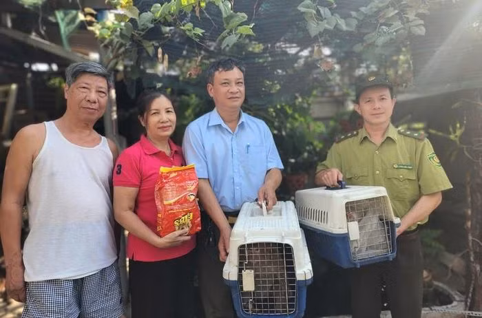 “Đến giờ khỉ đã trưởng thành rồi. Tôi bàn giao cho kiểm lâm để gửi vào rừng nhằm bảo tồn, sinh sản”, bà Bên nói lý do bàn giao cho 2 cá thể khỉ quý hiếm cho lực lượng kiểm lâm.