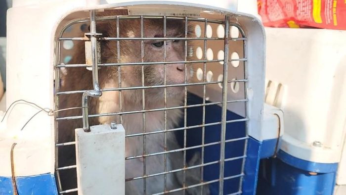 Vào ngày 14/3, cán bộ Chi cục Kiểm Lâm TP.HCM đến nhà bà Bùi Thị Bên (phường Tăng Nhơn Phú A, TP Thủ Đức) tiếp nhận 2 cá thể khỉ quý hiếm do gia đình tự nguyện giao nộp. Hai cá thể khỉ được gia đình bà Bên giao nộp gồm: một con khỉ đực đuôi lợn và một con khỉ cái đuôi dài. Hai cá thể khỉ này lần lượt được gia đình nuôi làm thú cưng trong 4 năm và 6 năm.