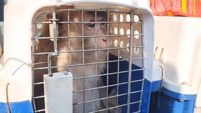 Vào ngày 14/3, cán bộ Chi cục Kiểm Lâm TP.HCM đến nhà bà Bùi Thị Bên (phường Tăng Nhơn Phú A, TP Thủ Đức) tiếp nhận 2 cá thể khỉ quý hiếm do gia đình tự nguyện giao nộp. Hai cá thể khỉ được gia đình bà Bên giao nộp gồm: một con khỉ đực đuôi lợn và một con khỉ cái đuôi dài. Hai cá thể khỉ này lần lượt được gia đình nuôi làm thú cưng trong 4 năm và 6 năm.