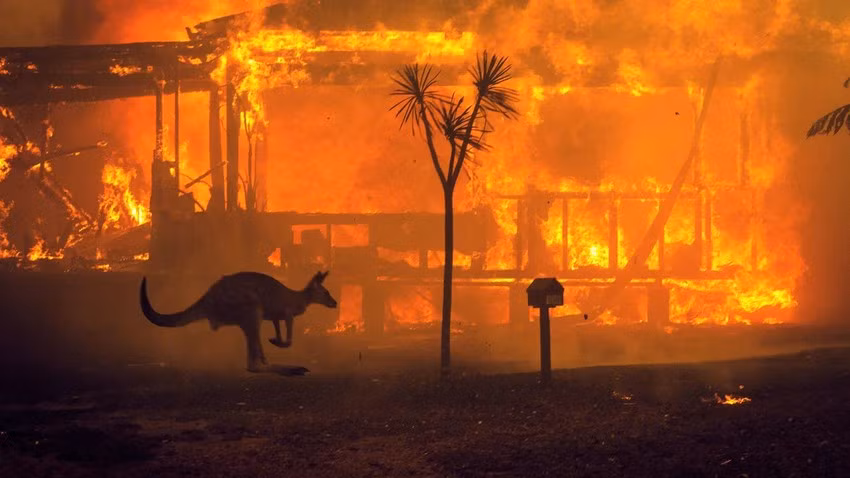 Một con kangaroo nhảy qua một ngôi nhà đang cháy ở Lake Conjola, Australia vào tháng 12/2019. Các vụ cháy rừng thời điểm đó nằm trong số những vụ cháy rừng tồi tệ nhất mà Australia từng ghi nhận khi có khoảng 3 tỉ động vật chết hoặc phải di cư. Ảnh: Matthew Abbot.