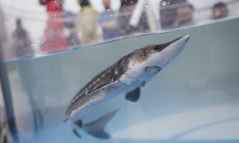 Trong nỗ lực nhằm xây dựng lại quần thể cá tầm sông Dương Tử tự nhiên, các chuyên gia Trung Quốc đã thực hiện thí nghiệm nhân giống loài cá này ngoài tự nhiên.