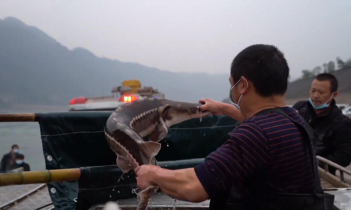 Chính phủ Trung Quốc đã có chương trình gây giống cho cá tầm sông Trường Giang nhưng không thể duy trì quần thể này trong tự nhiên. Theo đó, Trung Quốc cấm đánh bắt cá trên một số đoạn sông Trường Giang kể từ năm 2021.