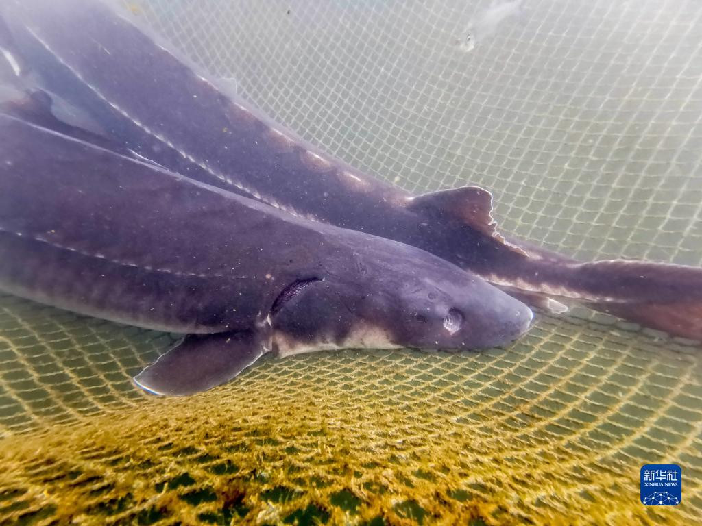 Sự thành công của thí nghiệm trên được các chuyên gia hy vọng sẽ giúp ích cho quá trình sinh sản và phục hồi quần thể cá tầm tự nhiên trên sông Dương Tử.