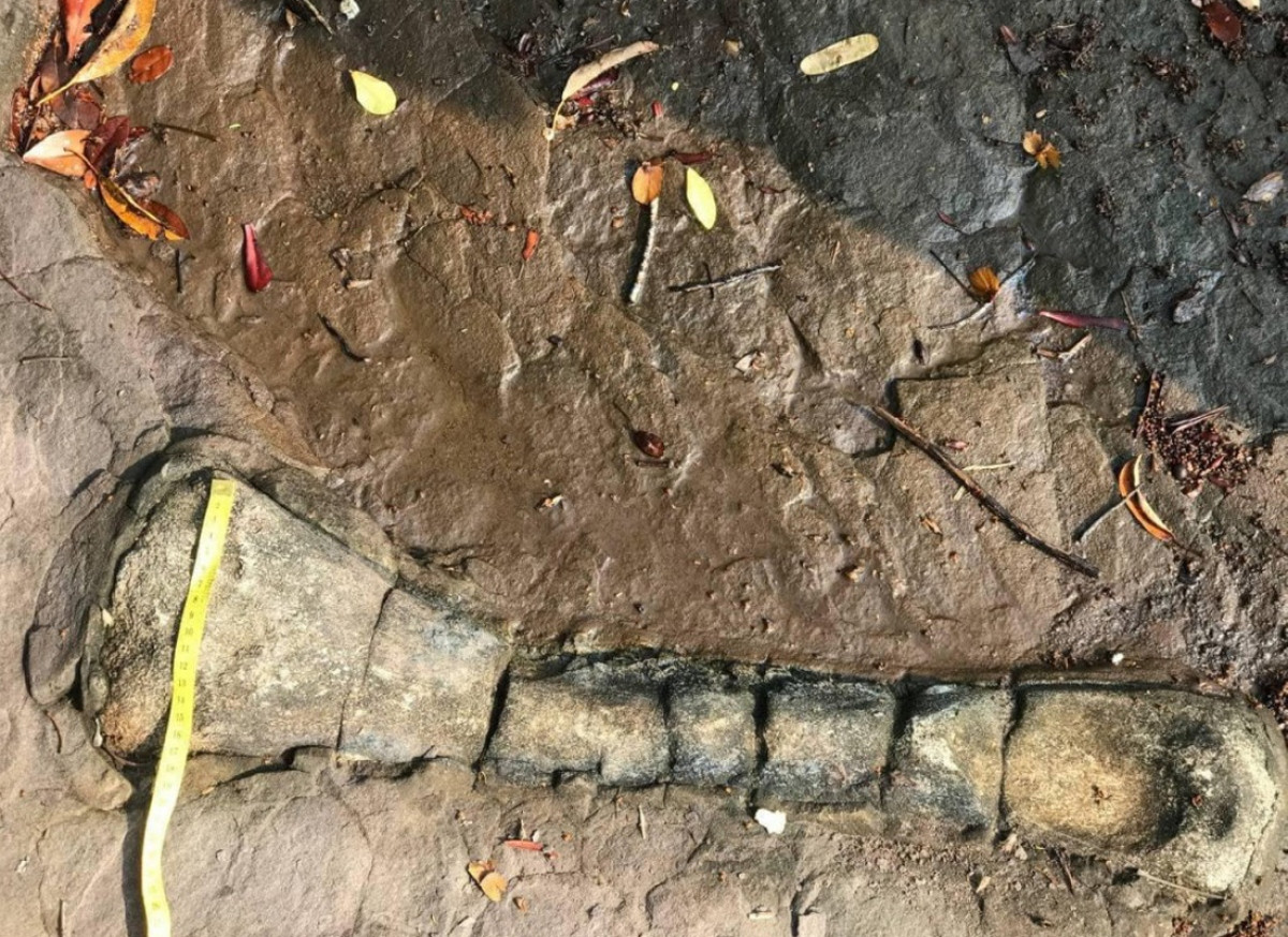 Hóa thạch dài 70 cm, rộng 20 cm và nằm trong một địa tầng địa chất cho thấy tuổi của nó dao động trong khoảng từ 65 - 190 triệu năm.