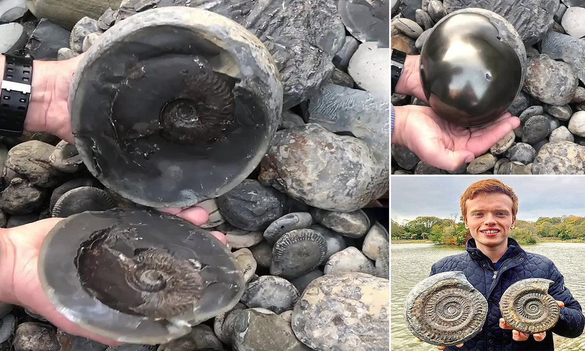 Tháng 2/2019, tthợ săn hóa thạch người Anh Aaron Smith, 22 tuổi, phát hiện ra một hóa thạch 185 triệu năm tuổi sau khi phá vỡ một tảng đá có bề ngoài như một quả đạn pháo súng thần công trên bãi biển ở Yorkshire.