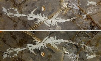 Theo các chuyên gia, hóa thạch cỏ Ninh Thành dài khoảng 26 cm, rộng 5 cm. Đây là loại hóa thạch thực vật một lá mầm được tìm thấy sớm nhất trên thế giới cho đến nay. Phát hiện này là cơ sở để giới khoa học nghiên cứu về sự tiến hóa của thực vật.