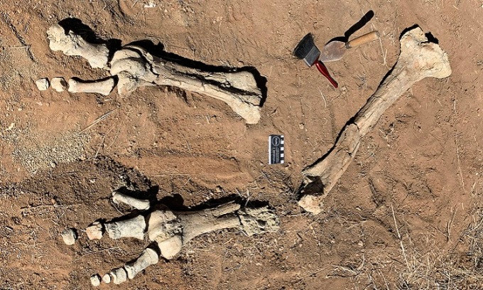 Tháng 10/2022, các nhà khoa học tìm thấy những chiếc xương hóa thạch quý hiếm của 2 con chim sấm ở khu bảo tồn Alcoota, miền trung Australia.