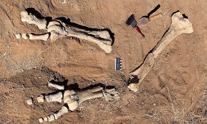 Tháng 10/2022, các nhà khoa học tìm thấy những chiếc xương hóa thạch quý hiếm của 2 con chim sấm ở khu bảo tồn Alcoota, miền trung Australia.