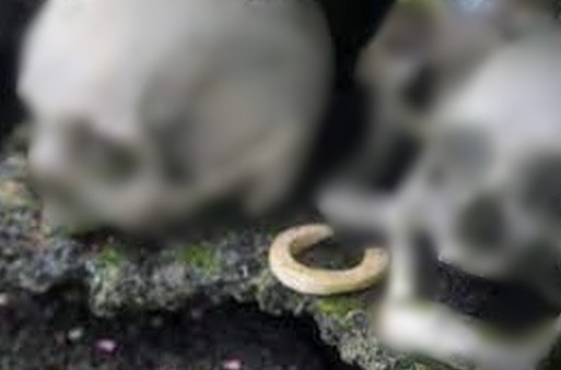 Về sau, người thân trong gia đình sẽ mang hộp sọ về và đặt trên đảo nhỏ gọi là Nusa Kunda giống như một nghĩa trang. Những người có địa vị cao trong cộng đồng như thủ lĩnh, chiến binh... sẽ được đặt hộp sọ tại nơi trang nghiêm nhất và cao nhất tại Nusa Kunda.