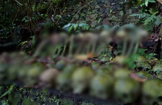 Trong nhiều thế kỷ, người Melanesia thuộc quần đảo Solomon nằm ở phía Đông của Papua New trên vùng biển nam Thái Bình Dương sống biệt lập với thế giới bên ngoài. Họ có nhiều tập tục truyền thống độc lạ được lưu truyền qua nhiều thế kỷ.