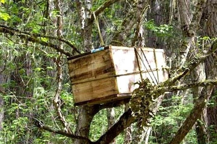 Chiếc hộp chứa thi hài bé trai sẽ được treo lên cây ở vị trí cao hơn so với bé gái. Những cây được chọn để mộc táng thường mọc trong rừng hay tại các ngã ba của con sông. Người dân địa phương tin rằng, mộc táng sẽ giúp linh hồn trẻ em dễ dàng tới thiên đường và không quay trở về làm hại những đứa trẻ khác.