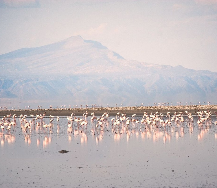 Theo các nhà khoa học, dung nham từ núi lửa Ol Doinyo Lengai chảy xuống mang theo lượng muối khoáng đặc biệt, không giống loại muối trong nước biển thông thường. Thêm nữa, khu vực xung quanh hồ Natron đều khô cằn, thời tiết nóng lực. Những yếu tố này góp phần bảo quản xác những động vật rơi xuống hồ.