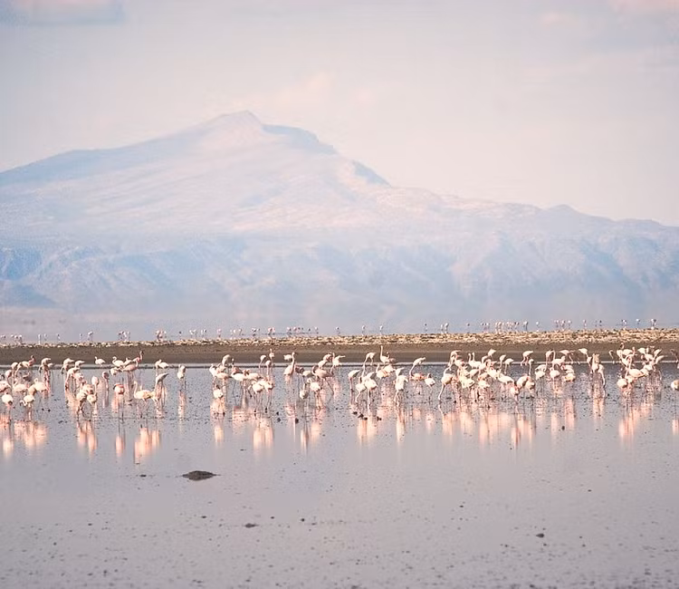 Theo các nhà khoa học, dung nham từ núi lửa Ol Doinyo Lengai chảy xuống mang theo lượng muối khoáng đặc biệt, không giống loại muối trong nước biển thông thường. Thêm nữa, khu vực xung quanh hồ Natron đều khô cằn, thời tiết nóng lực. Những yếu tố này góp phần bảo quản xác những động vật rơi xuống hồ.