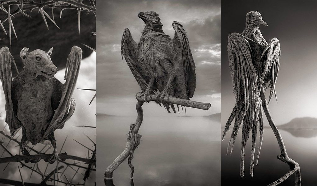 Nhờ vậy, xác những con vật sảy chân chết dưới hồ Natron không có mấy khác biệt so với khi còn sống.