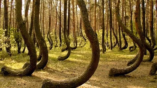 Theo đó, một số thợ săn UFO đã tìm đến khu rừng Hoia Baciu để tìm kiếm dấu vết của người ngoài hành tinh. Tuy nhiên, những hiện tượng kỳ bí khó lý giải ở nơi đây mới khiến giới "vắt óc" chưa tìm ra lời giải.