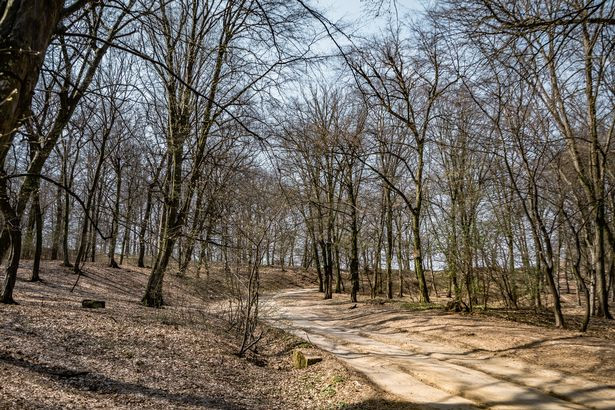 Sự việc kỳ bí này đã được nhiều chuyên gia, nhà khoa học tiến hành nghiên cứu nhằm làm giải mã các hiện tượng bí ẩn xảy ra ở khu rừng Hoia Baciu.