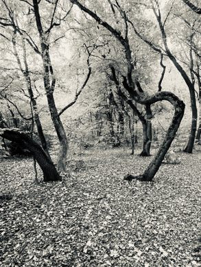 Được biết đến là khu rừng ma quái nổi tiếng châu Âu, Hoia Baciu nằm bên ngoài thành phố Cluj Napoca thuộc vùng Transylvania, Romania. Khu rừng kỳ bí này khiến nhiều người tò mò vì là nơi xảy ra nhiều điều lạ lùng, khó giải thích.